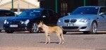 Bmw Exotics in the Outback 2006: finny-alice020 Bmw Exotics in the Outback 2006: finny-alice020
